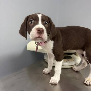 Apple Fritter -  Brittany Spaniel and Pit Bull Terrier Dog for Adoption in Crystal Lake, Illinois - Apple Fritter | PetCurious