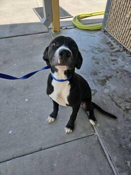 Pit Bull Terrier Dogs Available for Adoption in Boise, Idaho - Callie | PetCurious