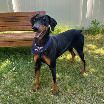 Hattie -  Doberman Pinscher Dog for Adoption in Logan, Utah - Hattie | PetCurious