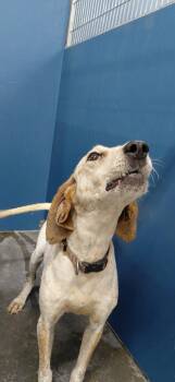 Autumn -  Hound Dog Available for Adoption in Henderson, North Carolina - Autumn | PetCurious
