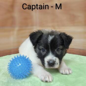 Collie and Mixed Breed Dogs Available for Adoption in Griswold, Connecticut - Captain | PetCurious