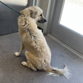110410 -  Mixed Breed Dog for Adoption in Las Cruces, New Mexico - 110410 | PetCurious