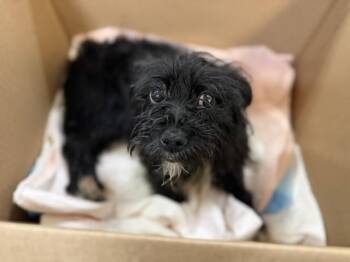 PEPPLES -  Maltese and Mixed Breed Dog for Adoption in Doral, Florida - PEPPLES | PetCurious
