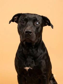 TODOROKI -  Mixed Breed Dog for Adoption in Jacksonville, Florida - TODOROKI | PetCurious