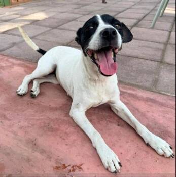 Sheep Dog Dogs Available for Adoption in Williston, Vermont - Lucia | PetCurious