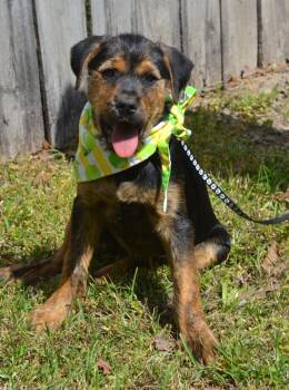Shepherd and Rottweiler Dogs Available for Adoption in Brierfield, Alabama - Bella | PetCurious