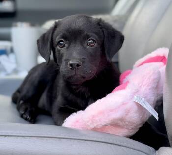 Snap -  Mixed Breed Dog for Adoption in Mount Pleasant, South Carolina - Snap | PetCurious