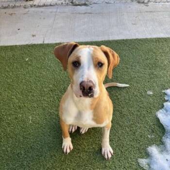 Pit Bull Terrier and Labrador Retriever Dogs Available for Adoption - Sunny  | PetCurious