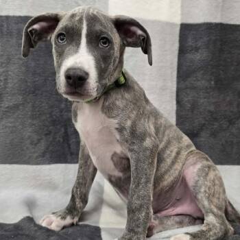 Tishomingo -  Mixed Breed Dog for Adoption in Olathe, Kansas - Tishomingo | PetCurious