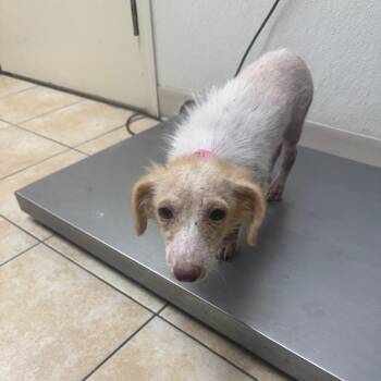 Small Fry -  Dachshund Dog for Adoption in Pekin, Illinois - Small Fry | PetCurious