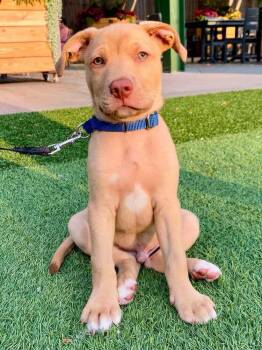 Camembert -  Mixed Breed Dog for Adoption in Milton, Delaware - Camembert | PetCurious
