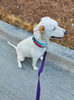 Atty -  Labrador Retriever Dog for Adoption in Mckinney, Texas - Atty | PetCurious