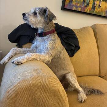 Leo -  Terrier Dog for Adoption in Ramona, California - Leo | PetCurious