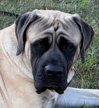 Bennett -  Mastiff Dog for Adoption - Bennett | PetCurious
