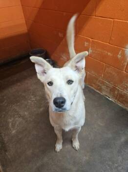 Rescue Labrador Retriever Dogs for Adoption in Deerfield, Wisconsin - Tator | PetCurious