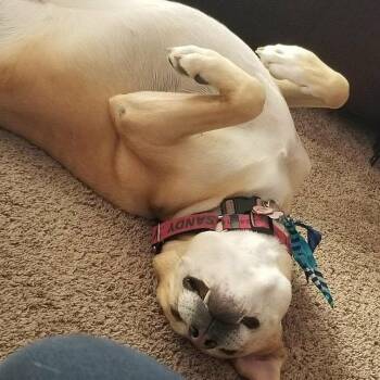 Sandy -  Yellow Labrador Retriever Dog for Adoption in Brooksville, Florida - Sandy | PetCurious