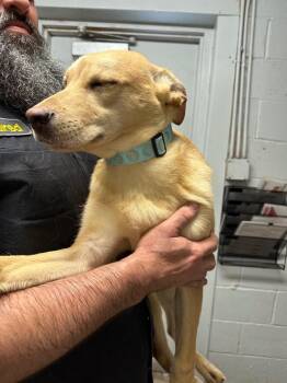 Shepherd Dogs Available for Adoption - Barbara (Light Blue Collar) | PetCurious