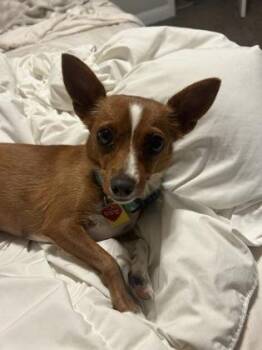 Chihuahua and Mixed Breed Dogs Available for Adoption - Frida | PetCurious