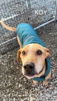 Labrador Retriever Dogs Available for Adoption - Koy | PetCurious