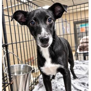 Sora -  Rat Terrier and Chihuahua Dog for Adoption in New Orleans, Louisiana - Sora | PetCurious