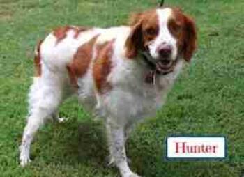 Hunter -  Brittany Spaniel Dog for Adoption in Fort Worth, Texas - Hunter | PetCurious