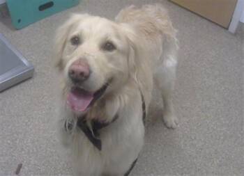 Golden Retriever Dogs Available for Adoption - LIGHTNING | PetCurious