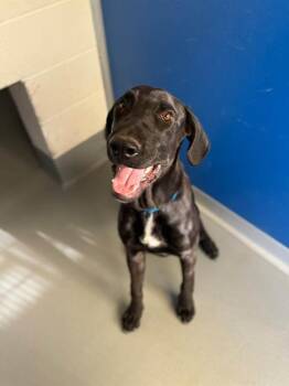 A256370 -  Great Dane and Mixed Breed Dog for Adoption in Visalia, California - A256370 | PetCurious