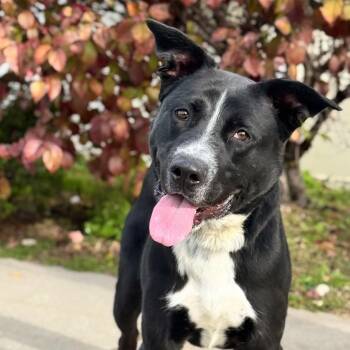 Rescue German Shepherd Dog Dogs for Adoption in Syosset, New York - Bud | PetCurious