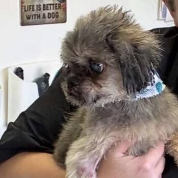 Mr Frizzle (Burley) -  Lhasa Apso and Mixed Breed Dog for Adoption in Spring Hill, Kansas - Mr Frizzle (Burley) | PetCurious