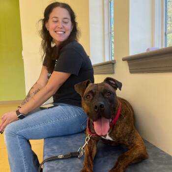 American Staffordshire Terrier Dogs Available for Adoption in Roanoke, Virginia - Tater Tot | PetCurious