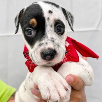 Leo -  Mixed Breed Dog for Adoption in Tampa, Florida - Leo | PetCurious