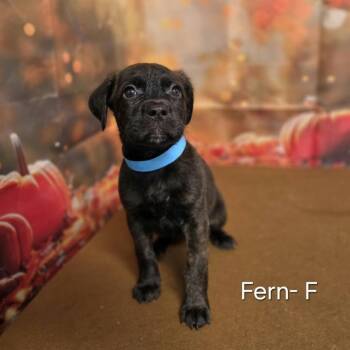 Fern -  Retriever and Mixed Breed Dog for Adoption in Griswold, Connecticut - Fern | PetCurious