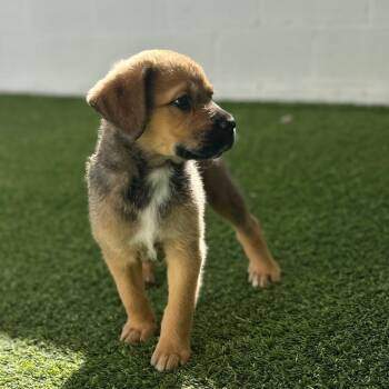 Rescue Mixed Breed Dogs for Adoption in Loxahatchee Groves, Florida - Maliyah 2621 | PetCurious