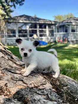 Chihuahua and Papillon Dogs Available for Adoption in Minneapolis, Minnesota - Kyan | PetCurious
