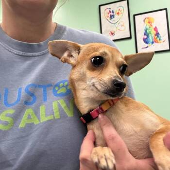 Mel -  Chihuahua Dog for Adoption in Houston, Texas - Mel | PetCurious
