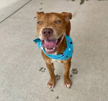 BIRDIE -  Pit Bull Terrier and Mixed Breed Dog for Adoption in Tulsa, Oklahoma - BIRDIE | PetCurious