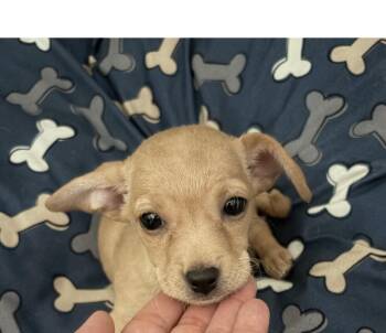 Millie -  Chihuahua Dog for Adoption in Mustang, Oklahoma - Millie | PetCurious