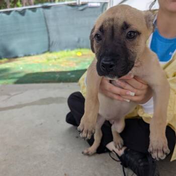 Hulk -  Mixed Breed Dog for Adoption - Hulk | PetCurious