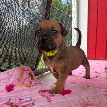 Missy -  Mixed Breed Dog for Adoption in Enterprise, Alabama - Missy | PetCurious