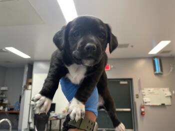 Terrier and Mixed Breed Dogs Available for Adoption in Thousand Palms, California - ZIPPY | PetCurious