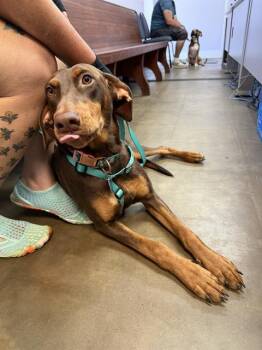 HARLEY -  Doberman Pinscher and Mixed Breed Dog for Adoption in Fort Walton Beach, Florida - HARLEY | PetCurious