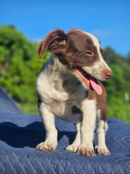 Rolls-Royce Wraith Cars -  Australian Shepherd and Chihuahua Dog for Adoption in South Kingstown, Rhode Island - Rolls-Royce Wraith Cars | PetCurious