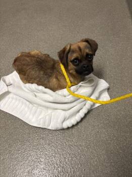 ROCKO -  Pug and Chihuahua Dog for Adoption in Las Vegas, Nevada - ROCKO | PetCurious