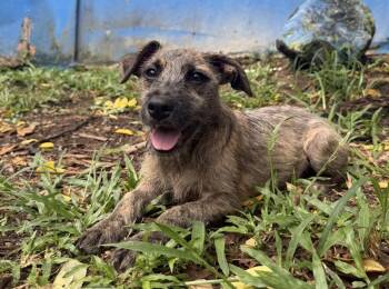Atlas -  Labrador Retriever Dog for Adoption in New York, New York - Atlas | PetCurious
