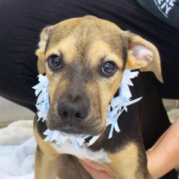 Parton -  Mixed Breed Dog for Adoption in Lansing, Michigan - Parton | PetCurious