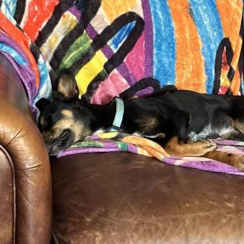 Mixed Breed Dogs Available for Adoption in Madison, Wisconsin - Betty | PetCurious