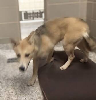 Rescue Shepherd and Mixed Breed Dogs for Adoption in Gastonia, North Carolina - 59738268 | PetCurious