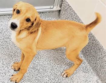 SUGAR -  Pointer and Mixed Breed Dog for Adoption in Houston, Texas - SUGAR | PetCurious