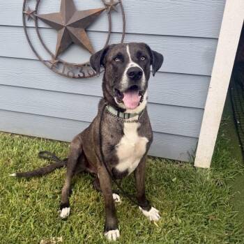 Rex -  Great Dane and Mixed Breed Dog for Adoption in Houston, Texas - Rex | PetCurious