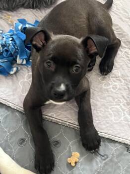 Reputation -  Mixed Breed Dog for Adoption - Reputation | PetCurious